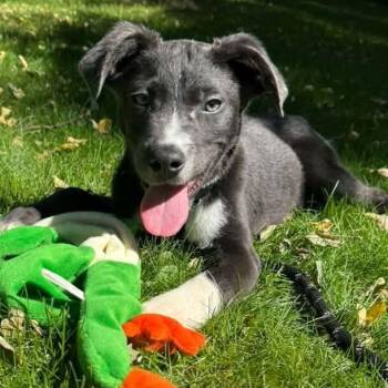 Lil Dexter -  Pit Bull Terrier and Shepherd Dog for Adoption in Racine, Wisconsin - Lil Dexter | PetCurious