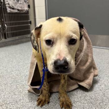 Stitch -  American Staffordshire Terrier Dog for Adoption in Grand Rapids, Michigan - Stitch | PetCurious