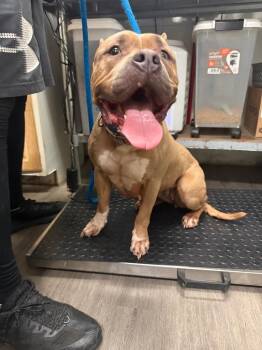 Hazel -  Terrier Dog for Adoption in Pomona, New York - Hazel | PetCurious