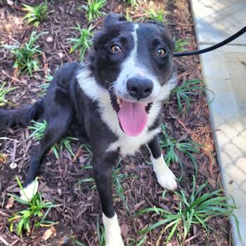 Border Collie Dogs Available for Adoption - Picasso | PetCurious