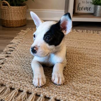 JAZZY (Baby, Sweet, Cuddly, Playful, Loving, Totally Adorable an -  Pit Bull Terrier Dog for Adoption in Houston, Texas - JAZZY (Baby, Sweet, Cuddly, Playful, Loving, Totally Adorable An | PetCurious