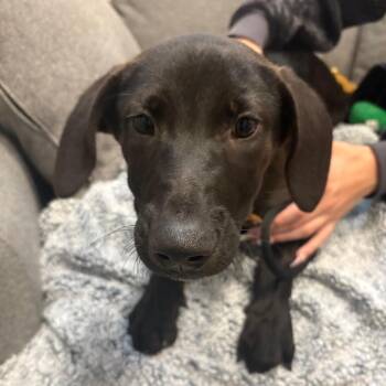Molly -  Cattle Dog and Mixed Breed Dog for Adoption in Chicago, Illinois - Molly | PetCurious