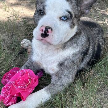 Felipe -  Catahoula Leopard Dog Dog for Adoption in Okolona, Mississippi - Felipe | PetCurious
