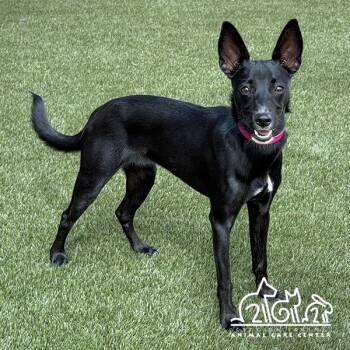 RAVEN -  Whippet Dog for Adoption in Irvine, California - RAVEN | PetCurious