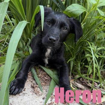 Heron -  Shepherd and Mixed Breed Dog for Adoption in Ellicott City, Maryland - Heron | PetCurious