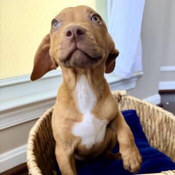Astronomy Pup: Evren -  Beagle and Mixed Breed Dog for Adoption in Falls Church, Virginia - Astronomy Pup: Evren | PetCurious