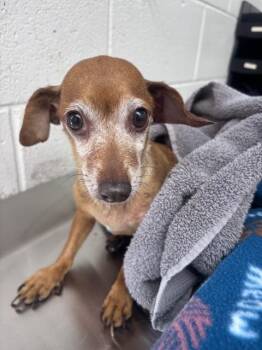 ETHEL -  Chihuahua Dog for Adoption in San Bernardino, California - ETHEL | PetCurious
