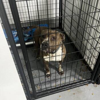 Terrier Dogs Available for Adoption in St. Louis, Missouri - Cinco | PetCurious