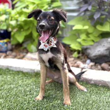 Jack -  Miniature Pinscher and Chihuahua Dog for Adoption in Fairfield, Connecticut - Jack | PetCurious