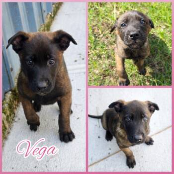 Belgian Shepherd Malinois and German Shepherd Dog Dogs Available for Adoption - Vega | PetCurious