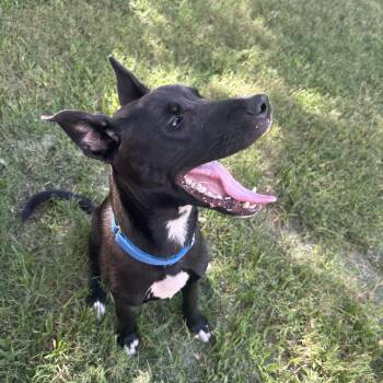 Rescue Dutch Shepherd and American Staffordshire Terrier Dogs for Adoption in Liverpool, Texas - Keebler | PetCurious