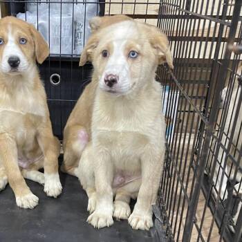 Australian Shepherd Dogs Available for Adoption - Indio | PetCurious