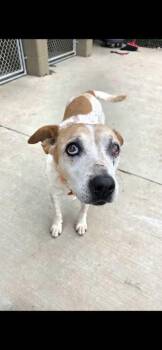 Pickles -  Cattle Dog and Mixed Breed Dog for Adoption in Sevierville, Tennessee - Pickles | PetCurious