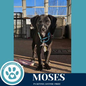 Rescue Labrador Retriever Dogs for Adoption in Kimberton, Pennsylvania - Moses 110825 | PetCurious