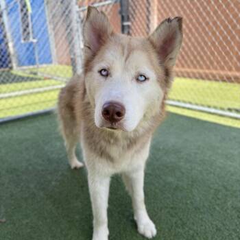 Fifa -  Husky and Mixed Breed Dog for Adoption in Long Beach, California - Fifa | PetCurious