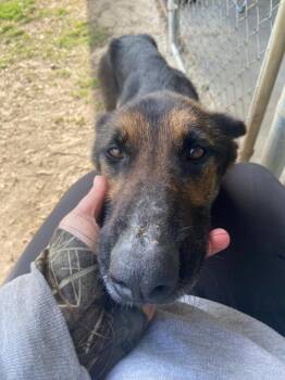 German Shepherd Dog Dogs Available for Adoption in Swainsboro, Georgia - Kyrie | PetCurious