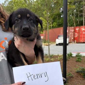 Henry 22763 -  Shepherd and Husky Dog for Adoption in Cumming, Georgia - Henry 22763 | PetCurious