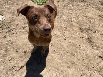 Cloud -  Chihuahua Dog for Adoption in Madras, Oregon - Cloud | PetCurious