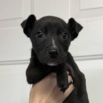 Boston -  Mixed Breed Dog for Adoption in Columbia, South Carolina - Boston | PetCurious