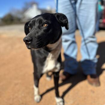 Mixed Breed Dogs Available for Adoption - Sharpie | PetCurious