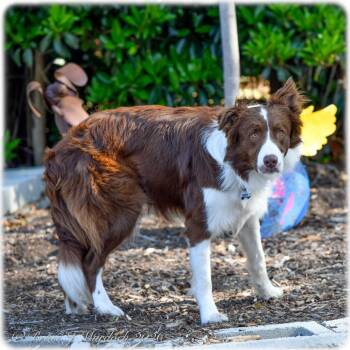 Australian Shepherd Dogs Available for Adoption - Clawrence | PetCurious
