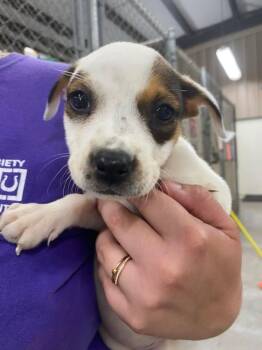 Hadley (Scrapple) -  Mixed Breed Dog for Adoption in Ocala, Florida - Hadley (Scrapple) | PetCurious