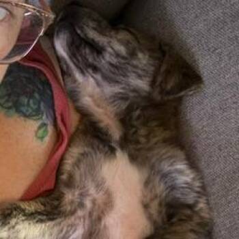 Badger -  Shepherd and Terrier Dog for Adoption in San Antonio, Texas - Badger | PetCurious