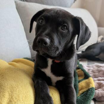 Labrador Retriever Dogs Available for Adoption - Cacaw | PetCurious