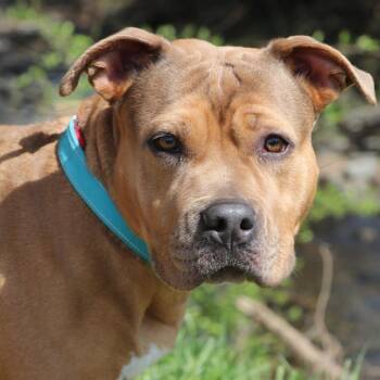 Mixed Breed Dogs Available for Adoption in Allentown, Pennsylvania - Honeybun | PetCurious