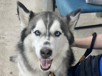 Chika -  Mixed Breed Dog for Adoption in Georgetown, Texas - Chika | PetCurious