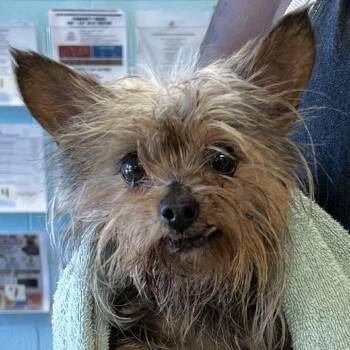 Bianca-RTO -  Yorkshire Terrier Dog for Adoption in East St. Louis, Illinois - Bianca-RTO | PetCurious