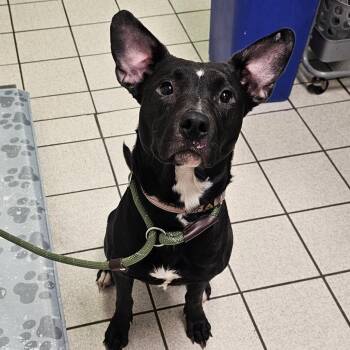 Mixed Breed Dogs Available for Adoption - Lexi | PetCurious