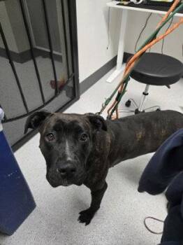 Song -  Cane Corso Dog for Adoption in Oakland, California - Song | PetCurious