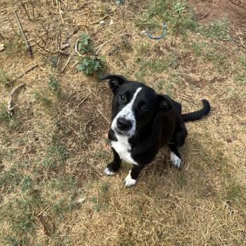 Daisy -  Cattle Dog and American Staffordshire Terrier Dog for Adoption in Choctaw, Oklahoma - Daisy | PetCurious