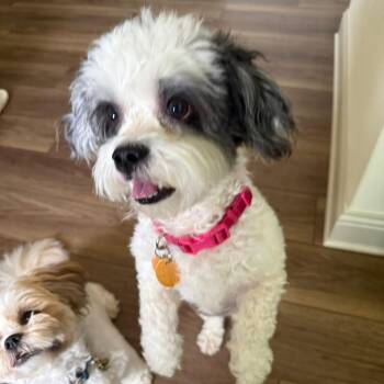Shih Poo Dogs Available for Adoption in Plano, Texas - Lucy Lu | PetCurious