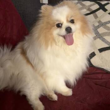 Pomeranian Dogs Available for Adoption in Zionsville, Indiana - Joyce | PetCurious