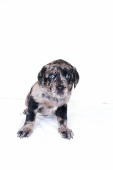 Cora -  Labrador Retriever Dog for Adoption in Bixby, Oklahoma - Cora | PetCurious