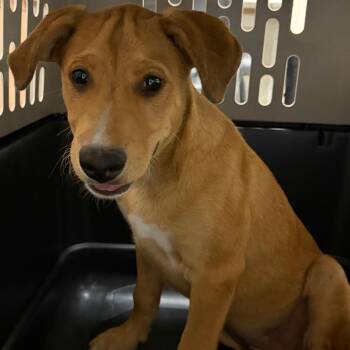 Scar -  Labrador Retriever and Mixed Breed Dog for Adoption in Reno, Nevada - Scar | PetCurious