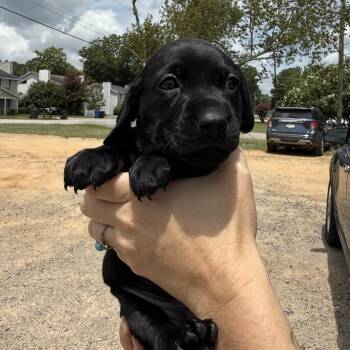 Jane Eyre -  Beagle and Boykin Spaniel Dog for Adoption in Columbia, South Carolina - Jane Eyre | PetCurious