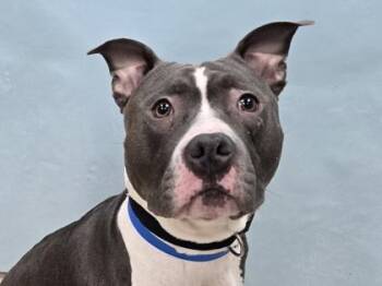 Killua -  Pit Bull Terrier and Mixed Breed Dog for Adoption in Minneapolis, Minnesota - Killua | PetCurious