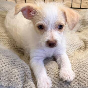 Nancy Downs -  Terrier and Mixed Breed Dog for Adoption in Las Vegas, Nevada - Nancy Downs | PetCurious