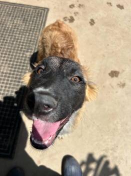 Roo -  Belgian Shepherd Malinois and Saint Bernard Dog for Adoption in Bellflower, California - Roo | PetCurious