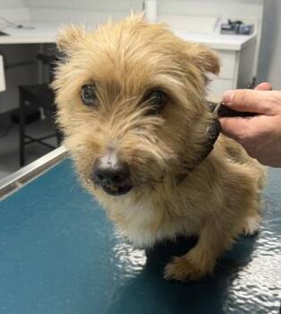 Yorkshire Terrier and Poodle Dogs Available for Adoption - Toby - 2 | PetCurious