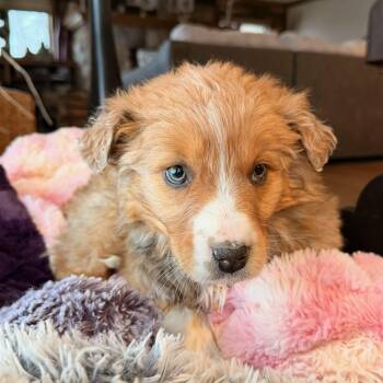 Australian Shepherd Dogs Available for Adoption - Ava | PetCurious