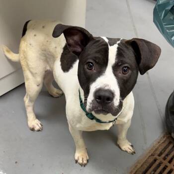 Rescue Mixed Breed Dogs for Adoption in Columbus, Georgia - 10/21/2025-Stray-CrystalCourt | PetCurious