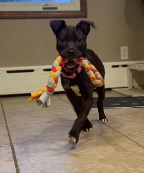 Labrador Retriever Dogs Available for Adoption in Avondale, Pennsylvania - Remy | PetCurious