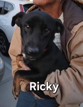 Terrier Dogs Available for Adoption - Ricky | PetCurious