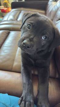 Rescue Labrador Retriever and Beagle Dogs for Adoption - Daxx *Arriving 12/6* | PetCurious