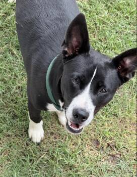 Rescue Border Collie Dogs for Adoption in Pflugerville, Texas - MeeMee | PetCurious