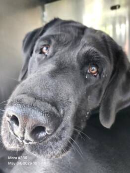 Mastiff Dogs Available for Adoption in San Antonio, Texas - KING KONG | PetCurious